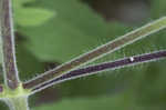 Whiteflower leafcup